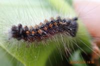 Lymantria dispar