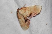 Plagodis dolabraria