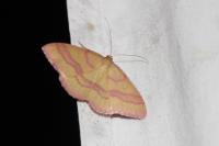 Rhodostrophia calabra