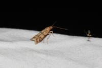 Homoeosoma sinuella