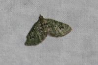 Chloroclystis v-ata