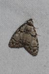 Meganola strigula