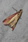 Oncocera semirubella