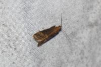 Euzophera fuliginosella