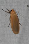 Katha depressa