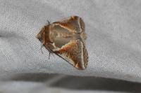 Habrosyne pyritoides