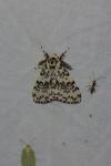 Lymantria monacha