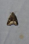 Deltote pygarga
