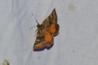 Synthymia fixa