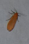 Wittia sororcula