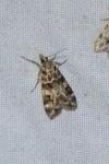 Scoparia