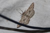Hypomecis roboraria