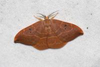 Watsonalla uncinula