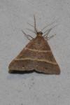 Perigune narbonea