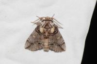 Drymonia velitaris