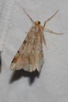 Macaria liturata