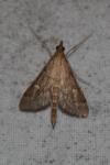 Dolicharthria punctalis