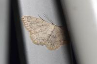 Scopula marginepunctata