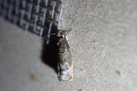 Habrosyne pyritoides