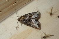 Oligia strigilis/versicolor