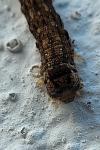 Polia nebulosa