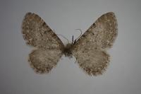 Eupithecia satyrata