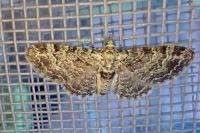 Pasiphila rectangulata