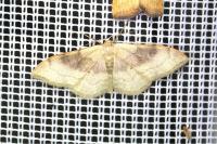 Idaea degeneraria