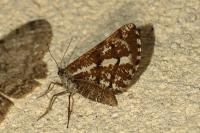 Bupalus piniaria