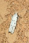 Myelois circumvoluta