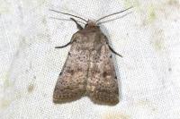 Hoplodrina respersa
