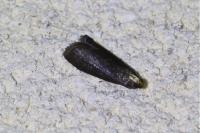 Salebriopsis albicilla