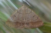 Zanclognatha lunalis