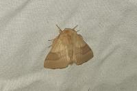 Malacosoma neustria