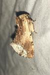 Ptilodon cucullina