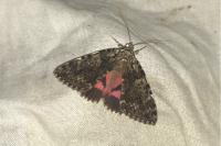 Catocala promissa