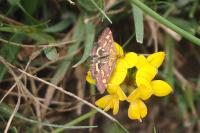 Pyrausta purpuralis