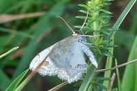 Scopula ornata