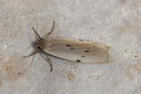 Pelosia muscerda