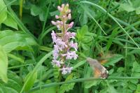 Macroglossum stellatarum