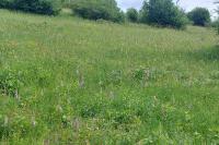 Macroglossum stellatarum