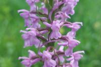 Macroglossum stellatarum