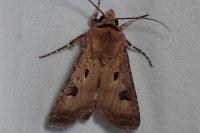 Agrotis exclamationis