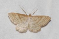 Scopula immutata