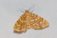 Hydrelia flammeolaria