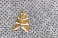 Deltote bankiana