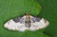Idaea filicata