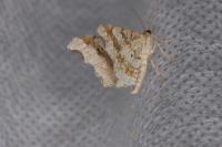 Macaria alternata
