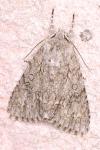 Acronicta aceris