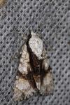 Acronicta alni